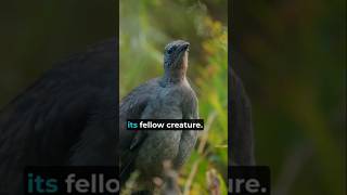 The lyrebird perfectly mimic the sound of a chainsaw shorts animalfacts lyrebird [upl. by Noslrac]