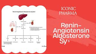 Renin Angiotensin Aldosterone System [upl. by Aikcir]