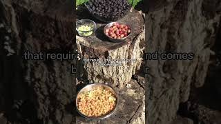 Hazelnuts gardendiy hazelnuts gardenenthusiast [upl. by Nuri]