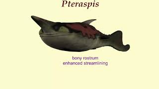 Pteraspis a jawless fish from the Devonian [upl. by Girardi]