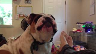 English Bulldog Sings Along with Harmonica [upl. by Perlman]