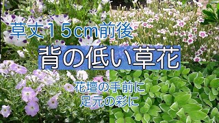 草丈１５cm前後の高さの出ない花やリーフをご紹介 [upl. by Carlock]