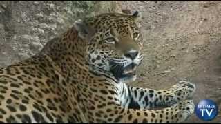 Caught on Tape Rare Jaguar Sighting in Oaxaca Mexico [upl. by Llednil785]