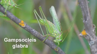 Gampsocleis glabra  Heideschrecke  Steppe Spiny Bushcricket [upl. by Ahsienahs961]