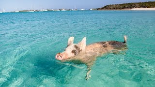 ON NAGE AVEC DES COCHONS XD Les Exumas Bahamas [upl. by Fedora]