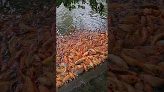 Feeding ishes at the botanical gardens fish nature naturelovers shortvideo shorts [upl. by Siro968]