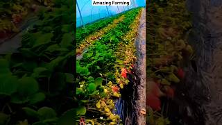 Strawberry farming and land preparation  MFAction 22 satisfying shorts farming treadingshorts [upl. by Marsden]