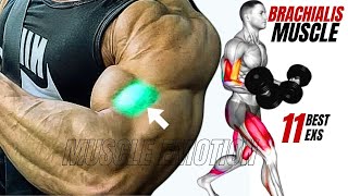 11 BEST BRACHIALIS WORKOUT AT GYM TO GET BIGGER ARMS FAST [upl. by Fayina]