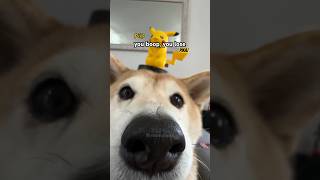 Watashi wa star dog ⭐ Pikachu vs Eeveebork cutenessoverload [upl. by Andreas]