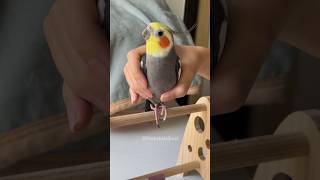 Adorable Cockatiel Larrys Cute Singing Performance 😍 🎶 🦜 🥰 cockatielscraze [upl. by Nagaer490]