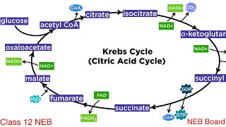 Biology krebs cycle  class 12 biology important question for neb  krebs cycle [upl. by Hodgson968]