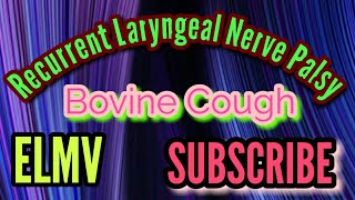 Bovine Cough with Recurrent Laryngeal nerve palsy [upl. by Nylram799]