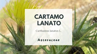 CARTAMO LANATO  ZAFFERANONE SELVATICO  Carthamus lanatus L Asteraceae [upl. by Benson]