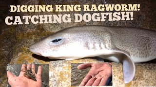 DIGGING KING RAGWORM  CATCHING DOGFISH [upl. by Atiuqcaj]