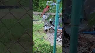 Red Cardinal Virginia USA [upl. by Janot]