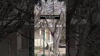 Un sanglier charge des élèves dans la cour dun lycée du 8e arrondissement de Marseille ce 19 mars [upl. by Eilsel]