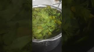 How to prepare biopesticides from Neem at homesimply boil and store the concentrateorganic [upl. by Euh]