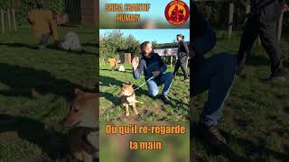 🐕 Shiba chiot craintif humains  désensibilisation 💖 Désensibilisation ChienTimide [upl. by Lav]