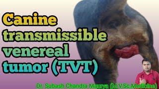 Canine Transmissible venereal tumor  TVT in Dogs Venereal Granuloma VG in Dogs Doctor pets [upl. by Milurd]