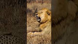 Lion Vs Cheetah Epic Showdown For Survival [upl. by Aronaele]