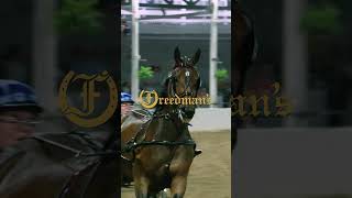 Freedmans There for every drive every ribbon every time horses horseshow [upl. by Evangelia]