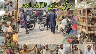 Andon Wali Murgi Shalimar Sunday Bazaar Price Update Lahore Pakistan  Short Business Idea [upl. by Junette]