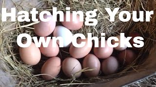 Hatching Your Own Chicks The Collection and Storing Of Hatching Eggs [upl. by Auhsohey]