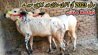 Taxila Mandi Latest Update 29 December 2023  Naseeb K Sody [upl. by Llennoc968]