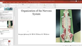 128 Nervous system functions NS divisions neuron anatomy types neurons neuroglial cells [upl. by Eilyah]