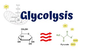 Glycolysis animation  10 Steps of Glycolysis [upl. by Nivat]