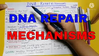 DNA repair  DNA damage  Genetics  Biochemistry  Lippincott chap 29  Part 3 [upl. by Julianne]