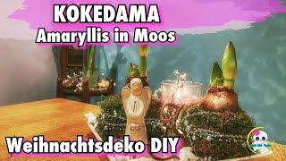 Weihnachtsdeko  🎄DIY  Amaryllis in Moos  Kokedama selber machen  Amaryllis pflanzen amp pflegen [upl. by Cassil944]