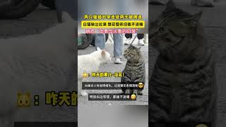 猫咪吵架连续2天被偶遇，网友“土象与火象的日常分享有趣的视频 谁能拒绝傻憨憨的小猫咪 被你萌化了 [upl. by Auqinu]