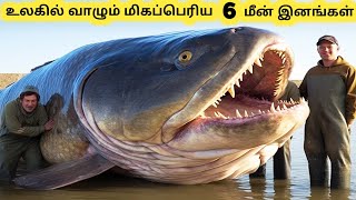 மிகப்பெரிய மீன் இனங்கள்  Six Largest Fish in the World  Tamil Info Share [upl. by Hartwell637]