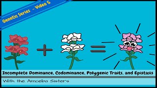 Incomplete Dominance Codominance Polygenic Traits and Epistasis [upl. by Turtle]