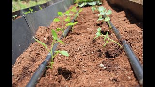 Egerton University Seed Potato CARP Project [upl. by Adnamaa]