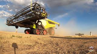 12 Claas Lexion Combines moving on to the next Field [upl. by Aretina]