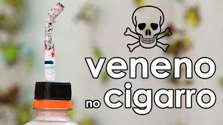 Conheça os venenos do cigarro EXPERIMENTOS de biologia [upl. by Cameron]