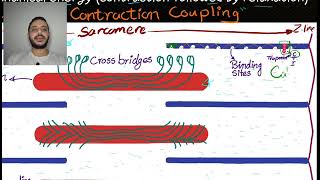 cardio 4 contractility [upl. by Mylor287]