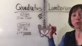 Quadratus Lumborum Muscle Anatomy [upl. by Neehsar]