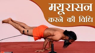 मयूरासन Mayurasana करने की सही विधि  Swami Ramdev [upl. by Effie]