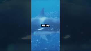 All About Great White Sharks 🦈 – Fun Facts for Kids sharks education facts shorts shortsviral [upl. by Ecnatsnok]