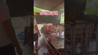 PINTUAN NG DIY FARROWING PEN pigpen pig shorts diy farrowing [upl. by Worra68]