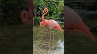 American Flamingo [upl. by Hachmin159]