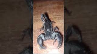 Asian Forest Scorpion shortsviral shortsvideo [upl. by Ttennaj]