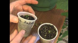 Starting garden seeds and Pollination Demo [upl. by Naesad479]