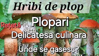 Hribi de plop Plopari  Delicatesa culinara Unde se gasesc Reteta de plopari tradiționala [upl. by Crabb730]