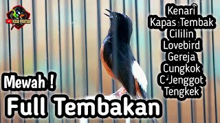 MASTERAN MURAI BATU FULL ISIAN TEMBAKAN CILILIN KENARI KAPAS TEMBAK GEREJA CUNGKOK LOVEBIRD JENGGOT [upl. by Hgielhsa]