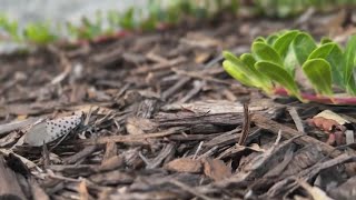 Spotted lanternfly gains foothold in CT [upl. by Eulalie326]