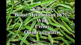 Kill Pain and Boost Metabolism 187 with Cissus Quadrangularis [upl. by Janka215]